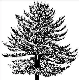 thumbnail for publication: Pinus strobus 'Glauca': 'Glauca' Eastern White Pine